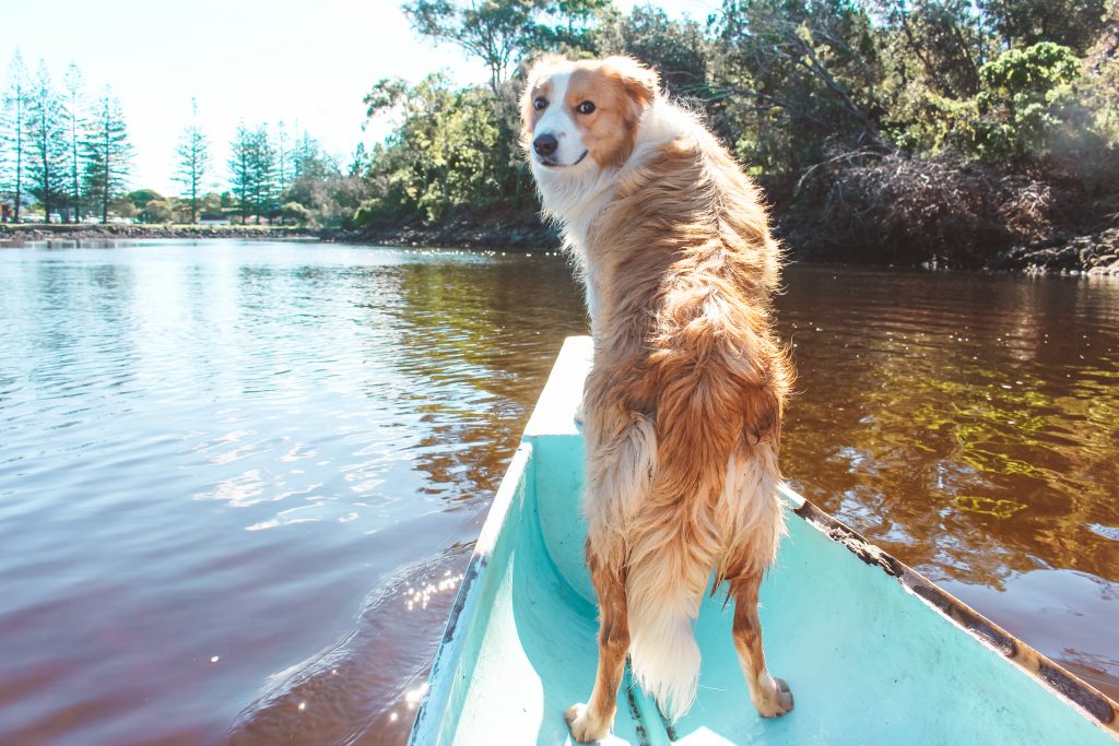 dog-friendly road trip brunswick river