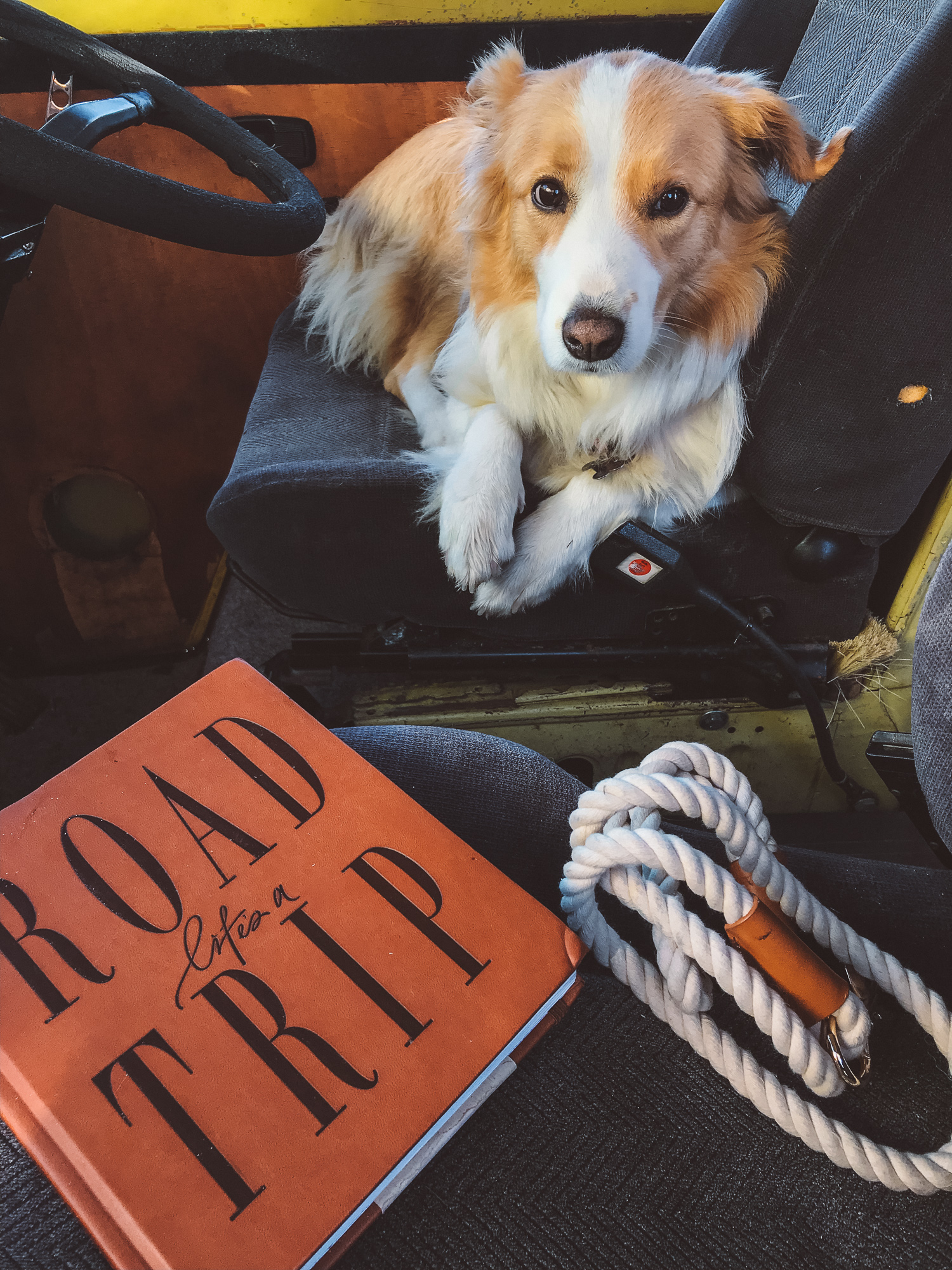 dog-friendly road trip