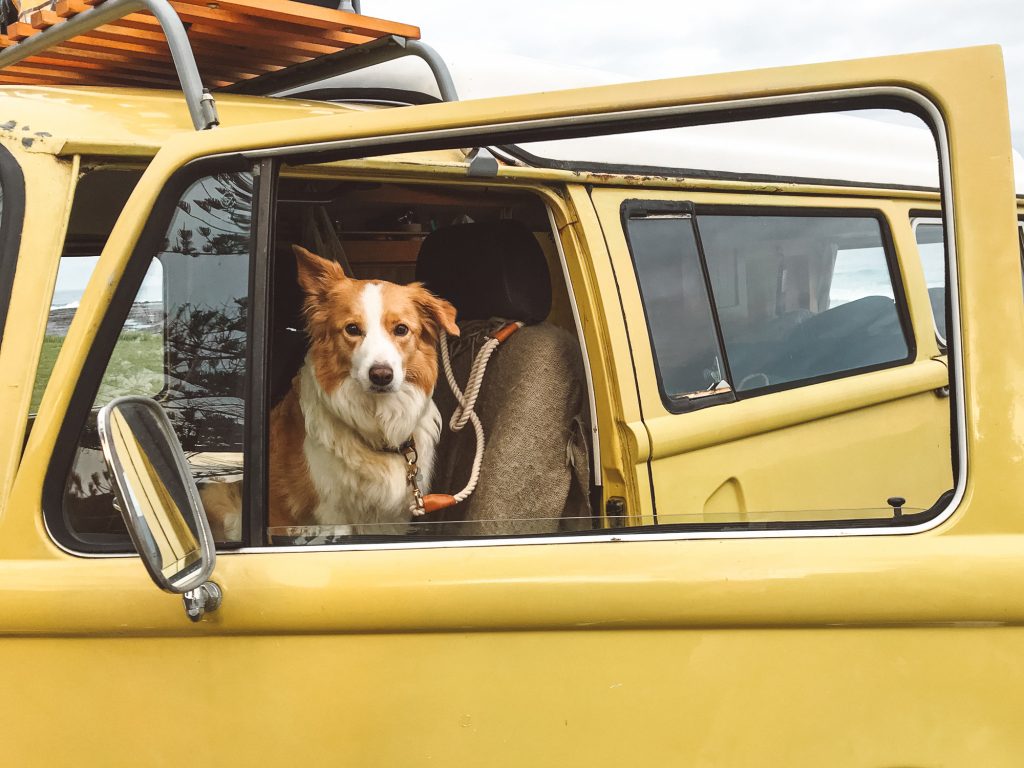 dog-friendly road trip kombi