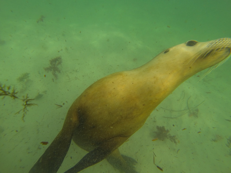 Swimming with sea lions Port Lincoln